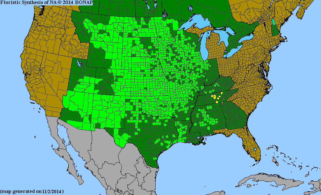 County distribution map of Dalea candida - White Prairie-Clover
